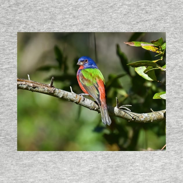 Painted Bunting Bird Photograph Notecard by candiscamera